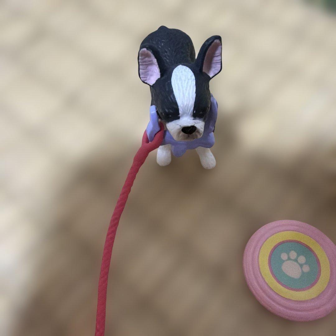アニアフレンズ　柴犬　ボストン・テリア　スコティッシュフォールド — image 4