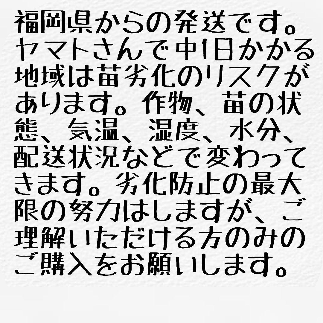 カリーノケール苗 6本 栽培期間中農薬不使用 — image 3