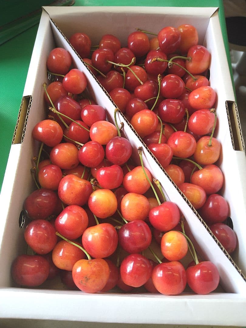 紅秀峰 訳あり 1キロ さくらんぼ サクランボ — image 2