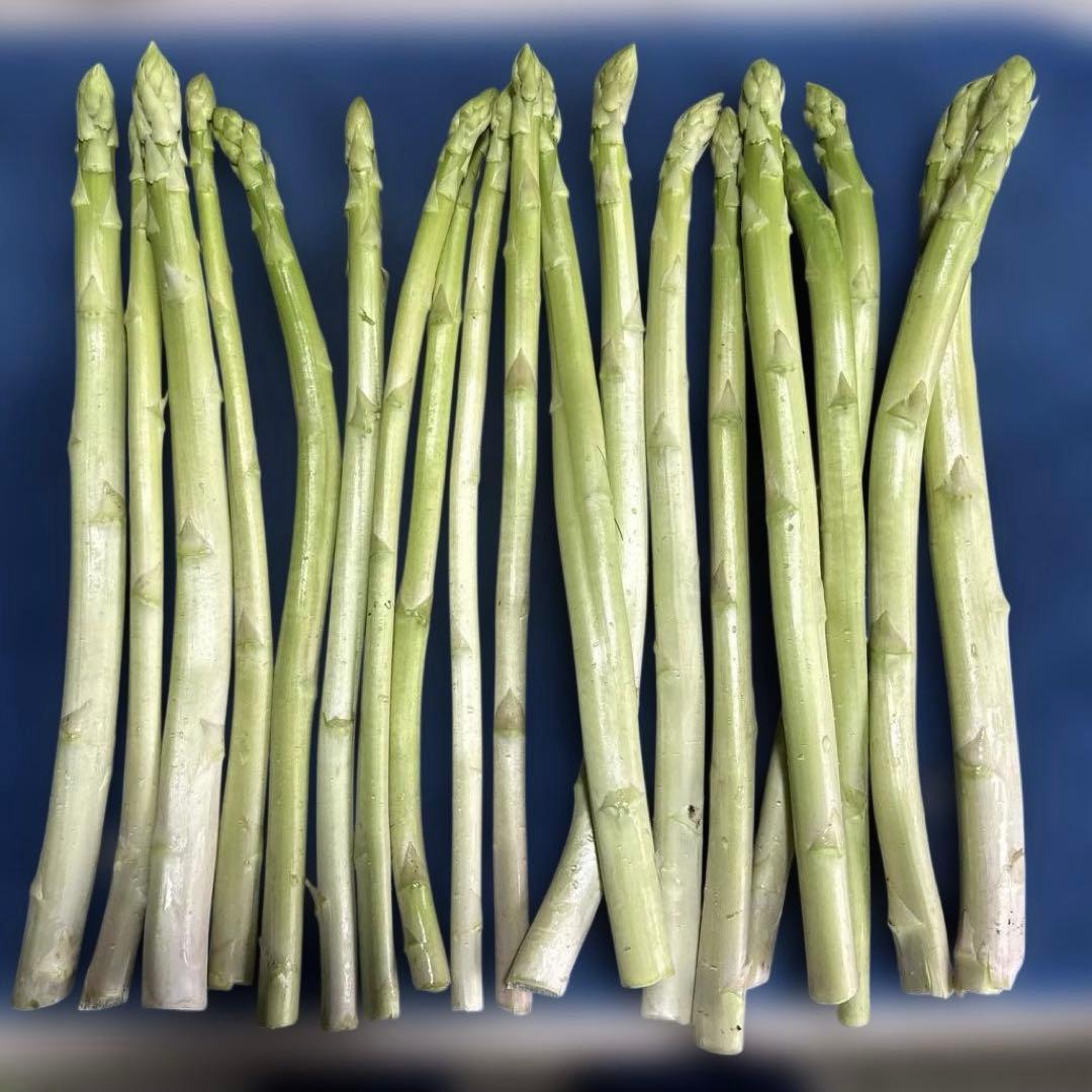 訳あり品 アスパラガス 500ｇ — image 2