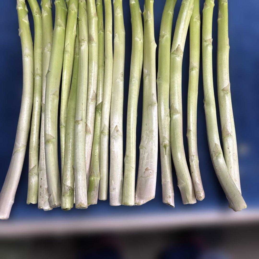 訳あり品 アスパラガス 500ｇ — image 4