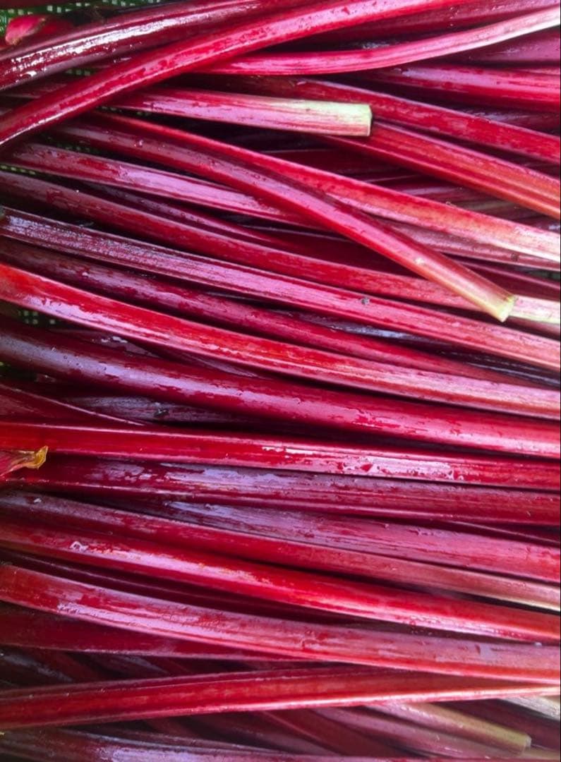 長野県産赤いルバーブ1ｋｇ！ — image 2