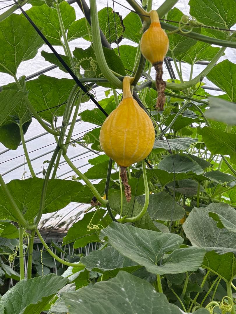 コリンキー(サラダかぼちゃ)採れたて　4kg — image 2