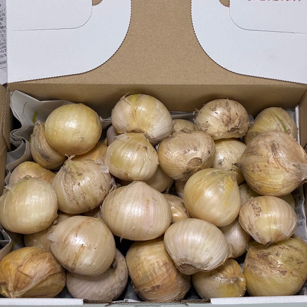農薬不使用 ジャンボニンニク 約1.2kg 鹿児島県産 産地直送 — image 2