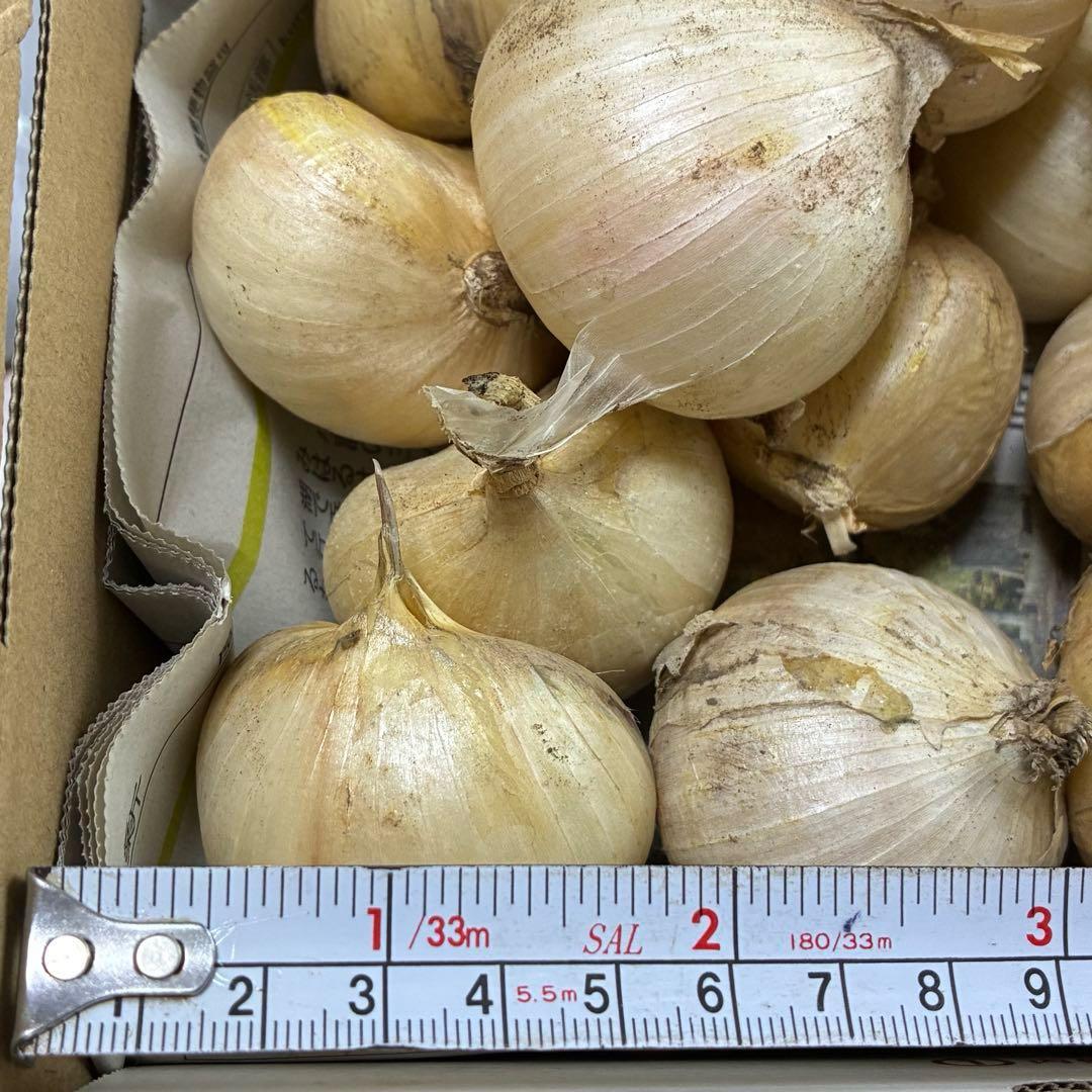 農薬不使用 ジャンボニンニク 約1.2kg 鹿児島県産 産地直送 — image 3