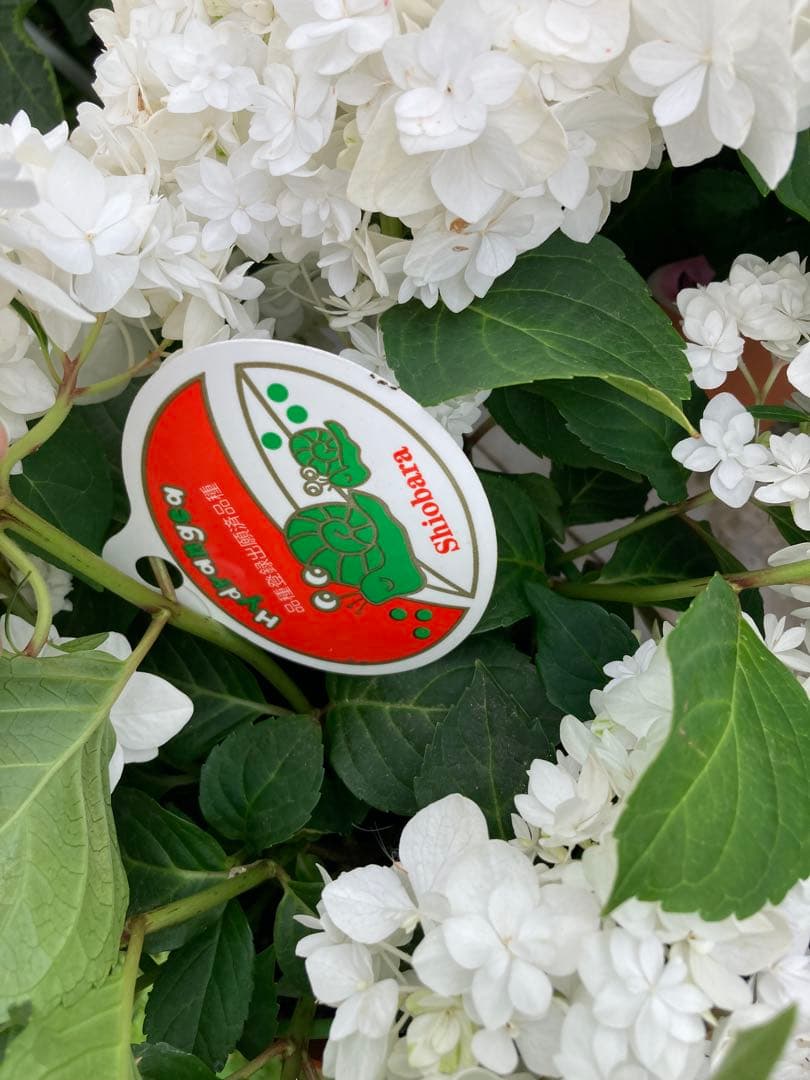 マシマロ　純白のアジサイ 鉢植え　五号宅配本州限定関西まで — image 4