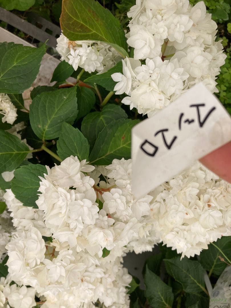 マシマロ　純白のアジサイ 鉢植え　五号宅配本州限定関西まで — image 5