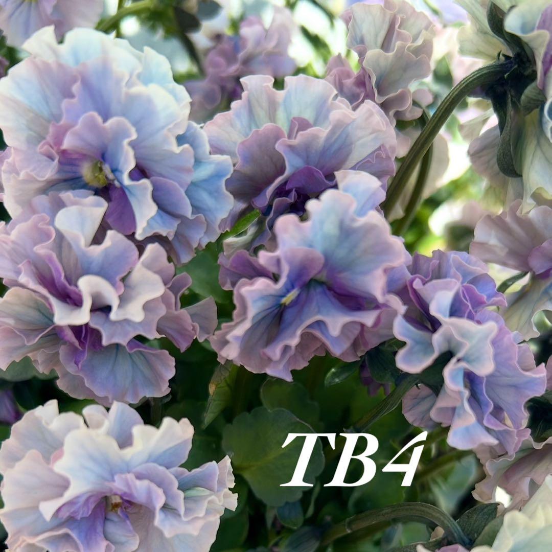 M a a様専用•*¨*•.¸♬︎ — image 2