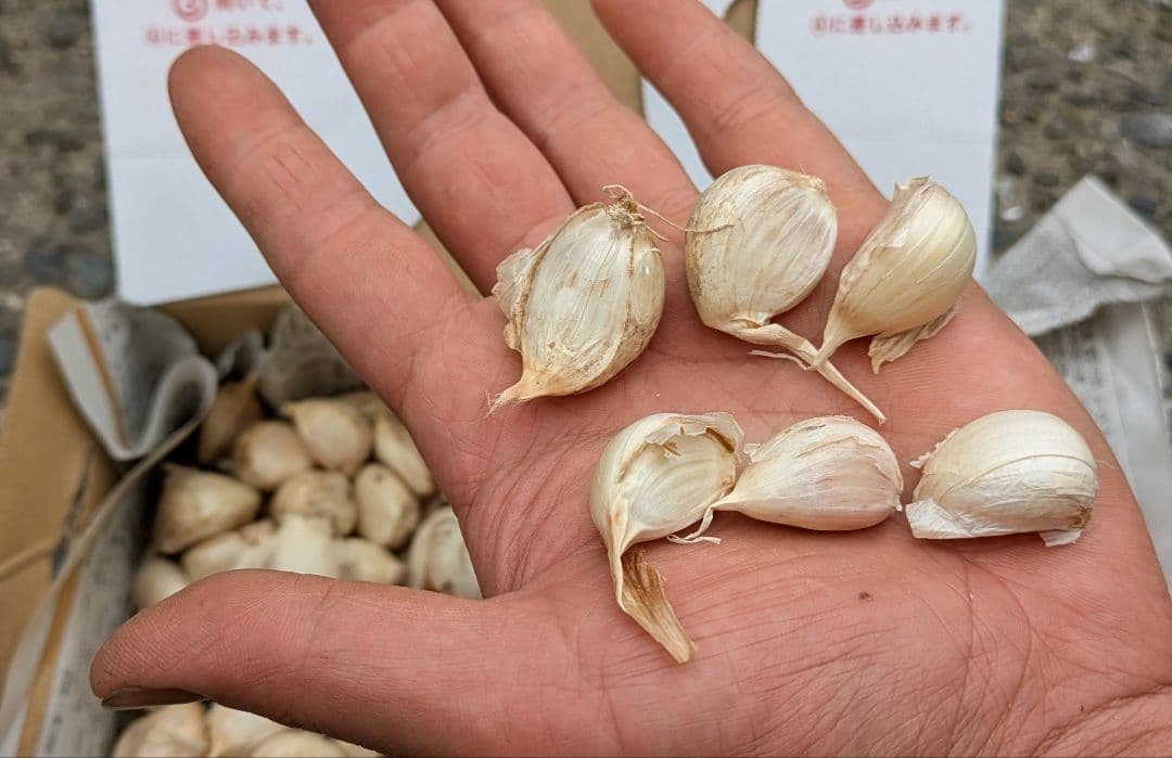 高知県産　平戸ニンニク（訳アリ）1kg バラ売り1粒約3〜6g — image 2