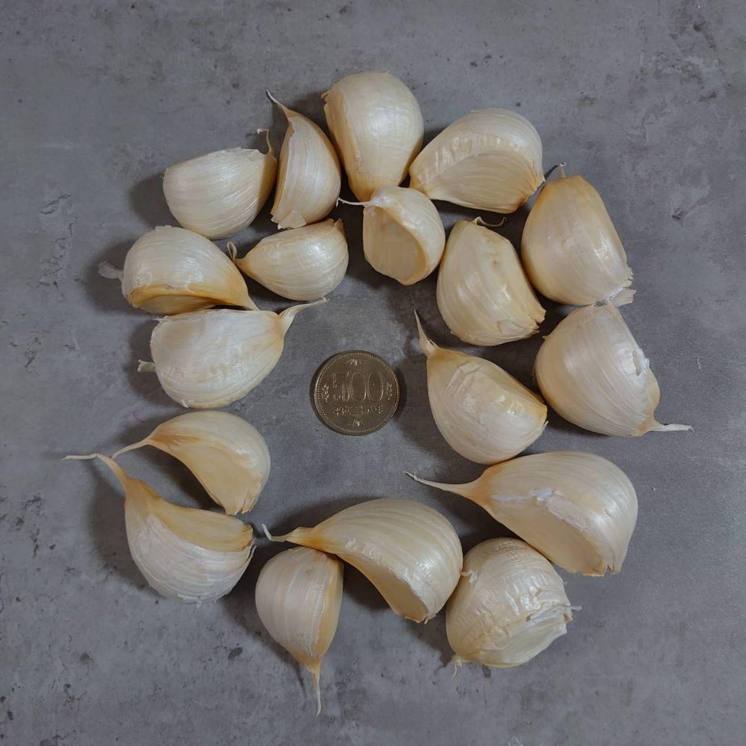 青森県産 ホワイト六片 ニンニク 500g‼R７年産 — image 3
