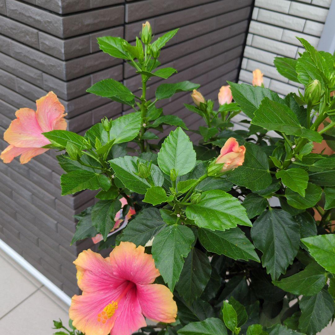 鉢花　ハイビスカス　ミセスユミ　スタンド仕立て　ねじり仕立て ８号鉢 — image 4