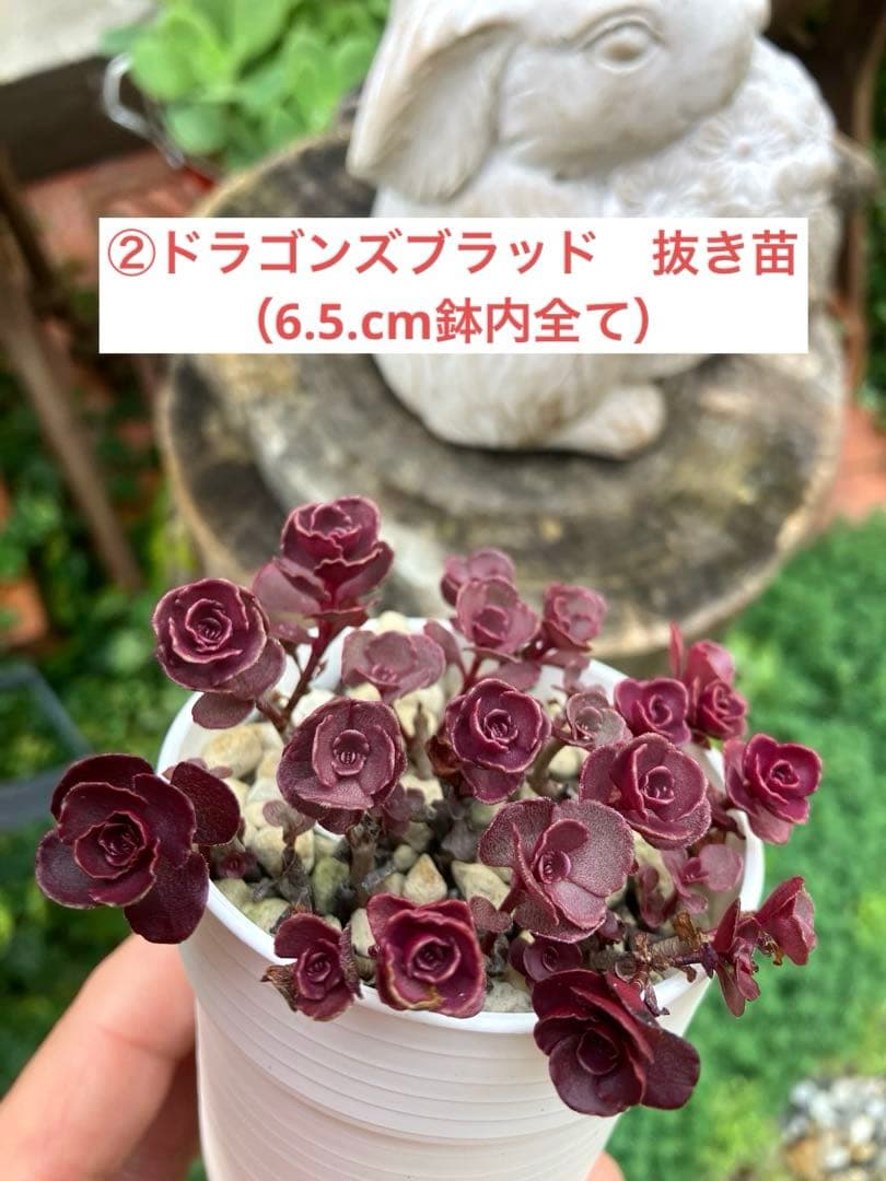 iku-chang様 リクエスト 2点 まとめ商品 — image 2