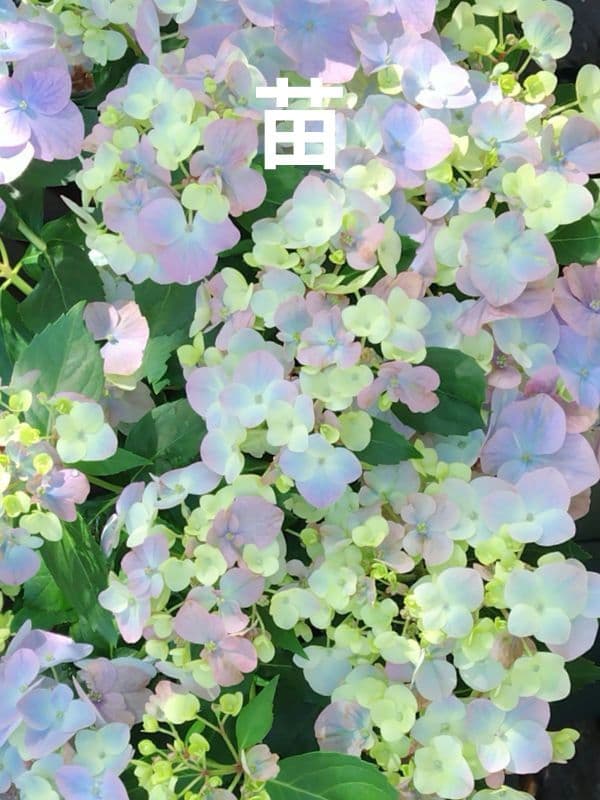 M様専用ページ — image 2