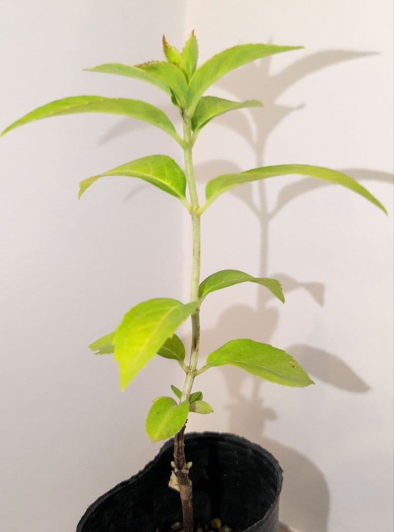 M様専用ページ — image 3