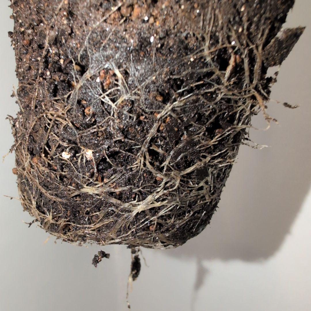 M様専用ページ — image 5