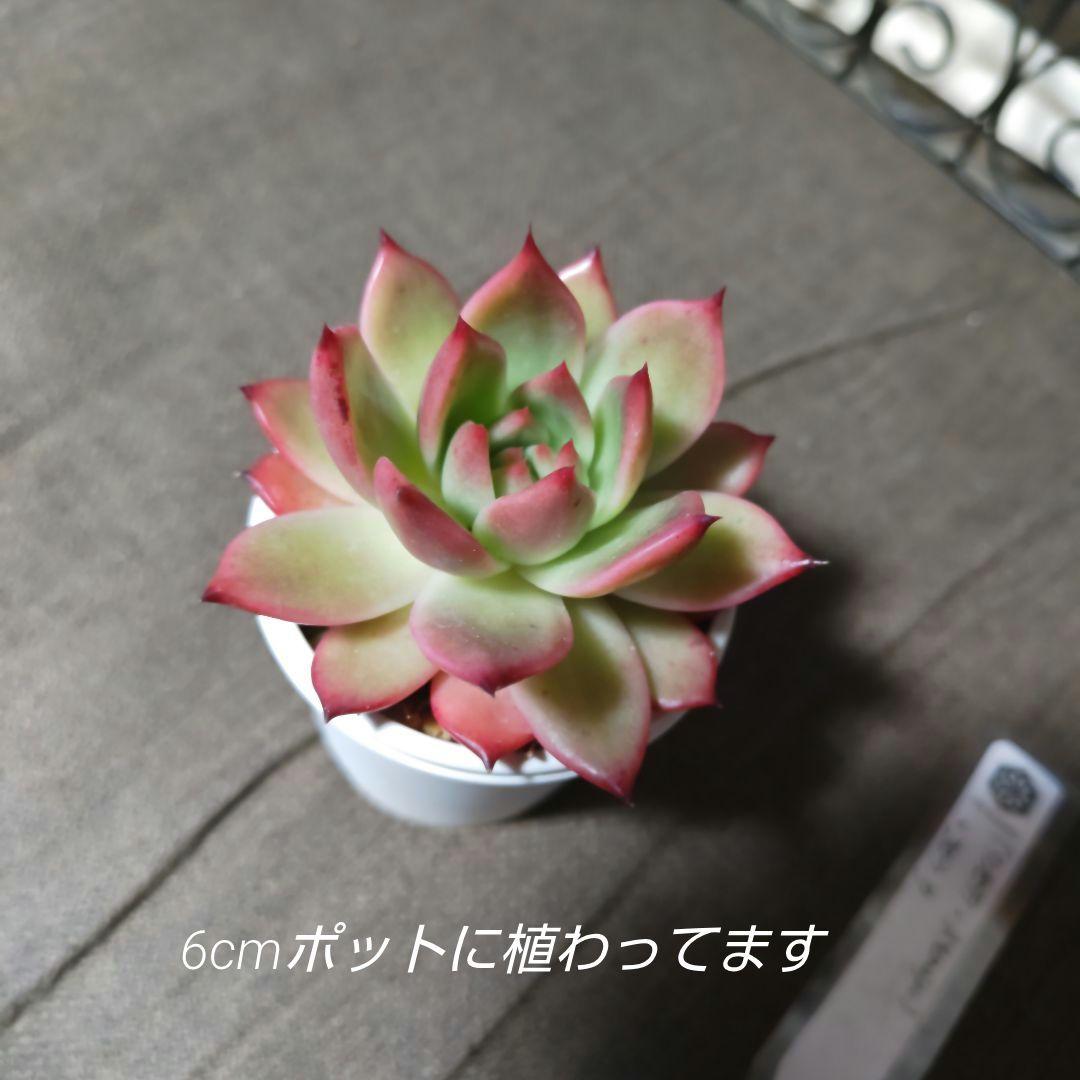 オーズプランツ　（リンゼアナ☓アテマハック）☓コロラータ（(エケベリア、多肉) — image 4