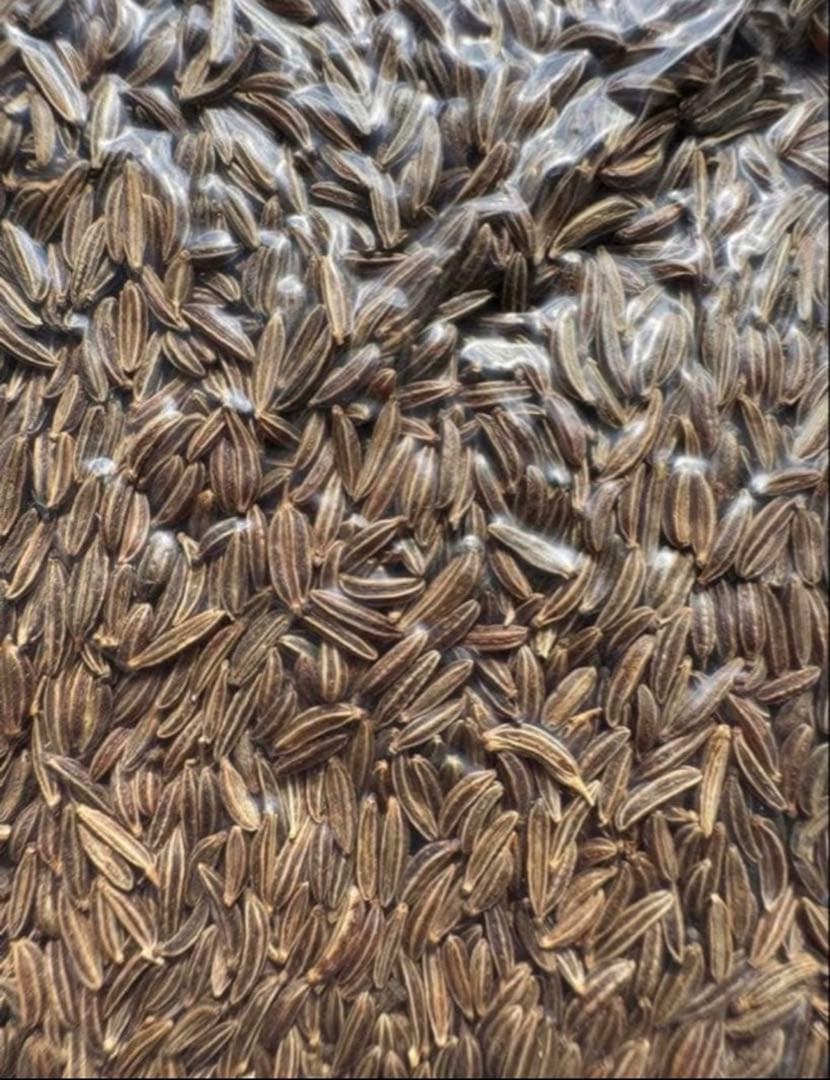 【お買い得・オマケ付】キャラウェイシードCarawaySeed大容量200g — image 2