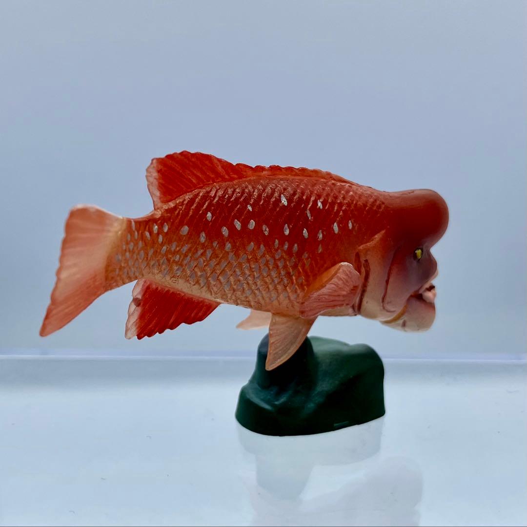 チョコQ　日本の動物第８弾　コブダイ(♂)【海洋堂】ブック無 — image 2
