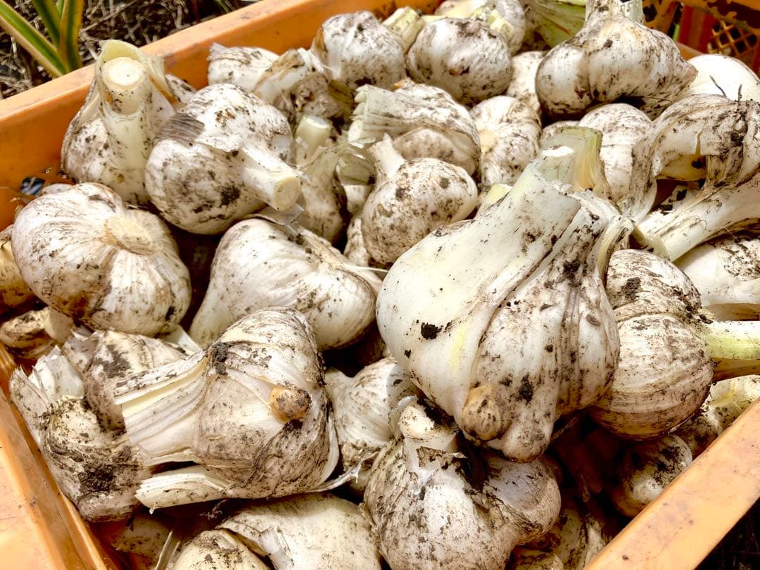 【農薬不使用】生ジャンボニンニク外皮剥き済みバラ1kg — image 5