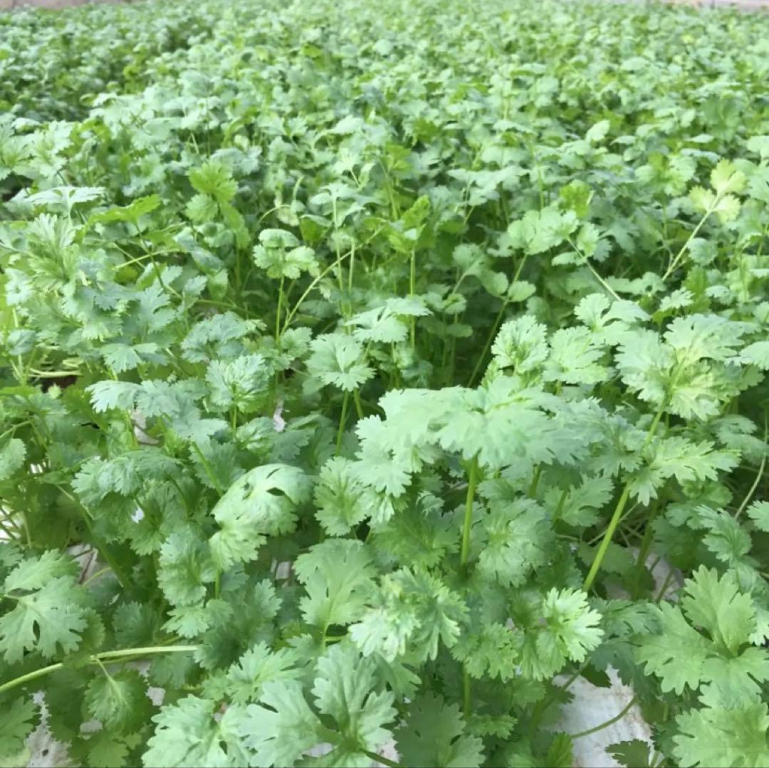 パクチー 香菜 コリアンダー 400g — image 3