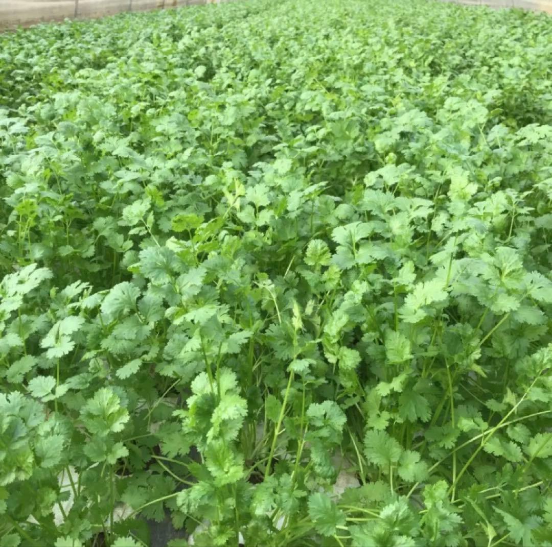 パクチー 香菜 コリアンダー 400g — image 4