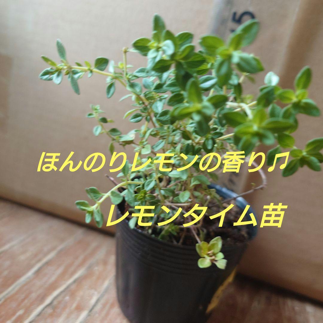arisu様 リクエスト 2点 まとめ商品グロ6-C.タイム8-C — image 2