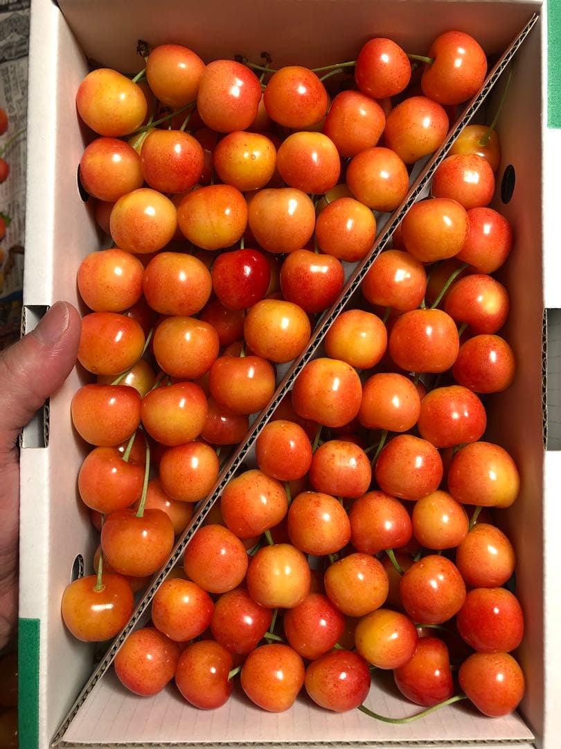 山形県寒河江市産さくらんぼ　大玉ナポレオン ジャム・加工用 1kg 農家直送 — image 2
