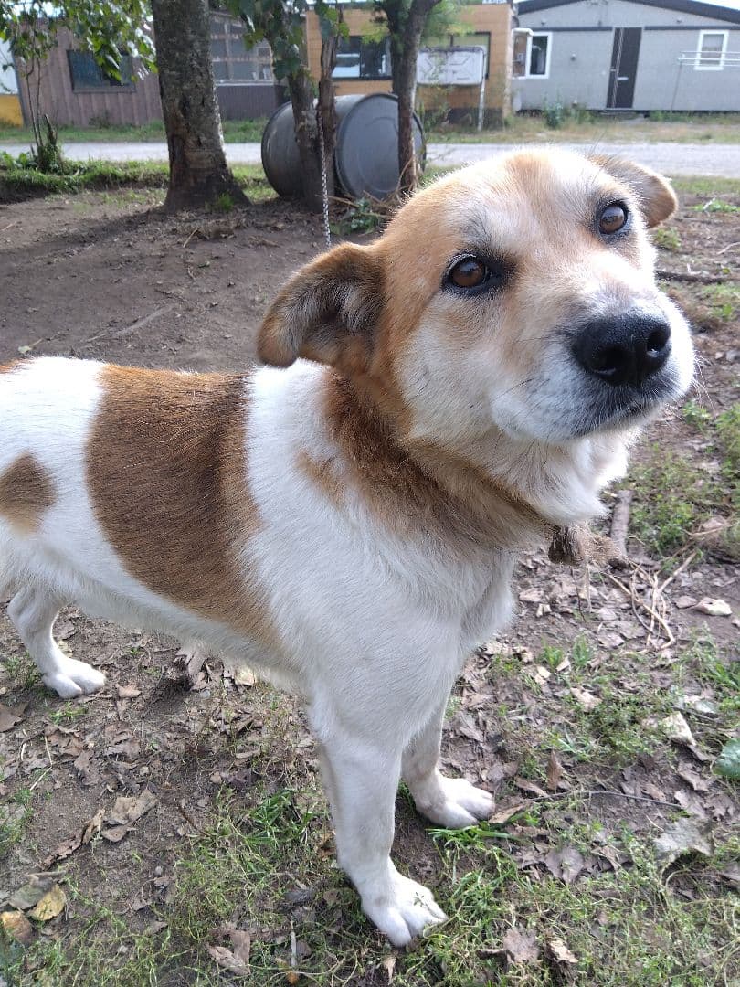 エゾ鹿ジャーキー400g（400g✕1袋）訳アリ犬用ドックフード　無添加おやつ — image 3