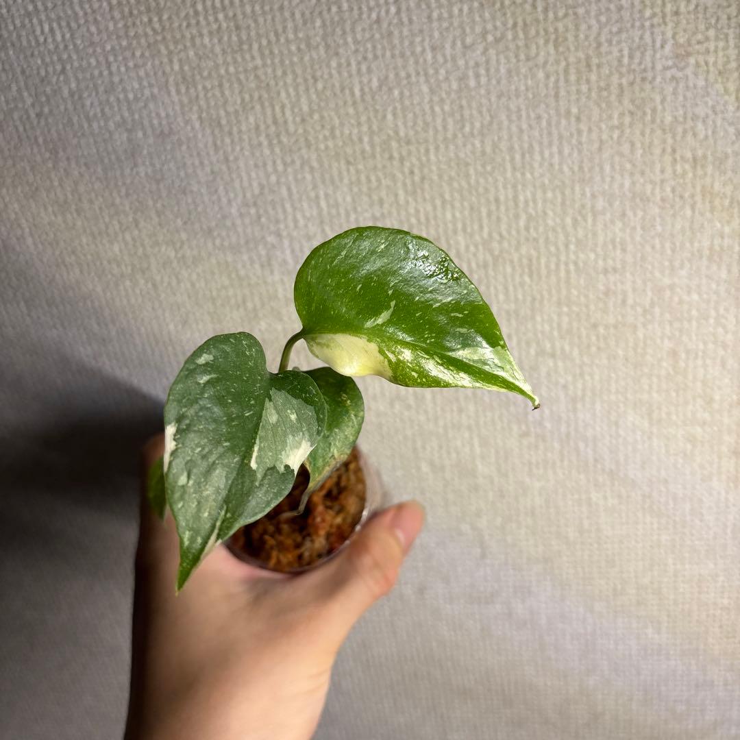 モンステラ　タイコンステレーション — image 2