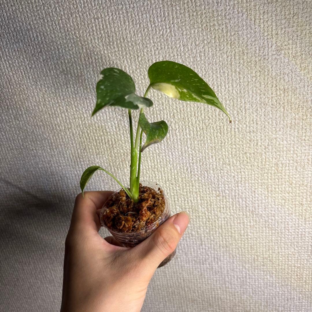モンステラ　タイコンステレーション — image 3