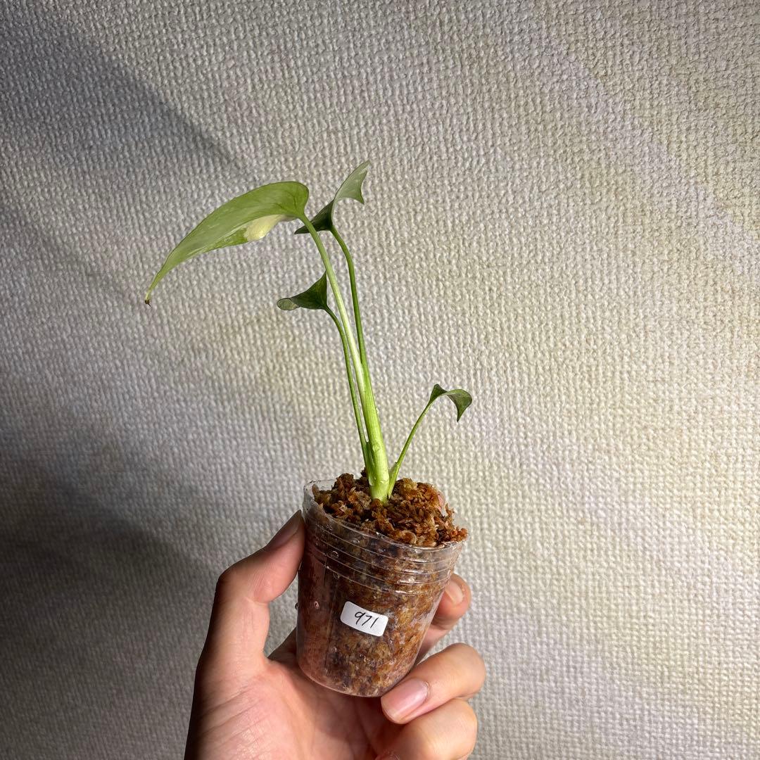 モンステラ　タイコンステレーション — image 5