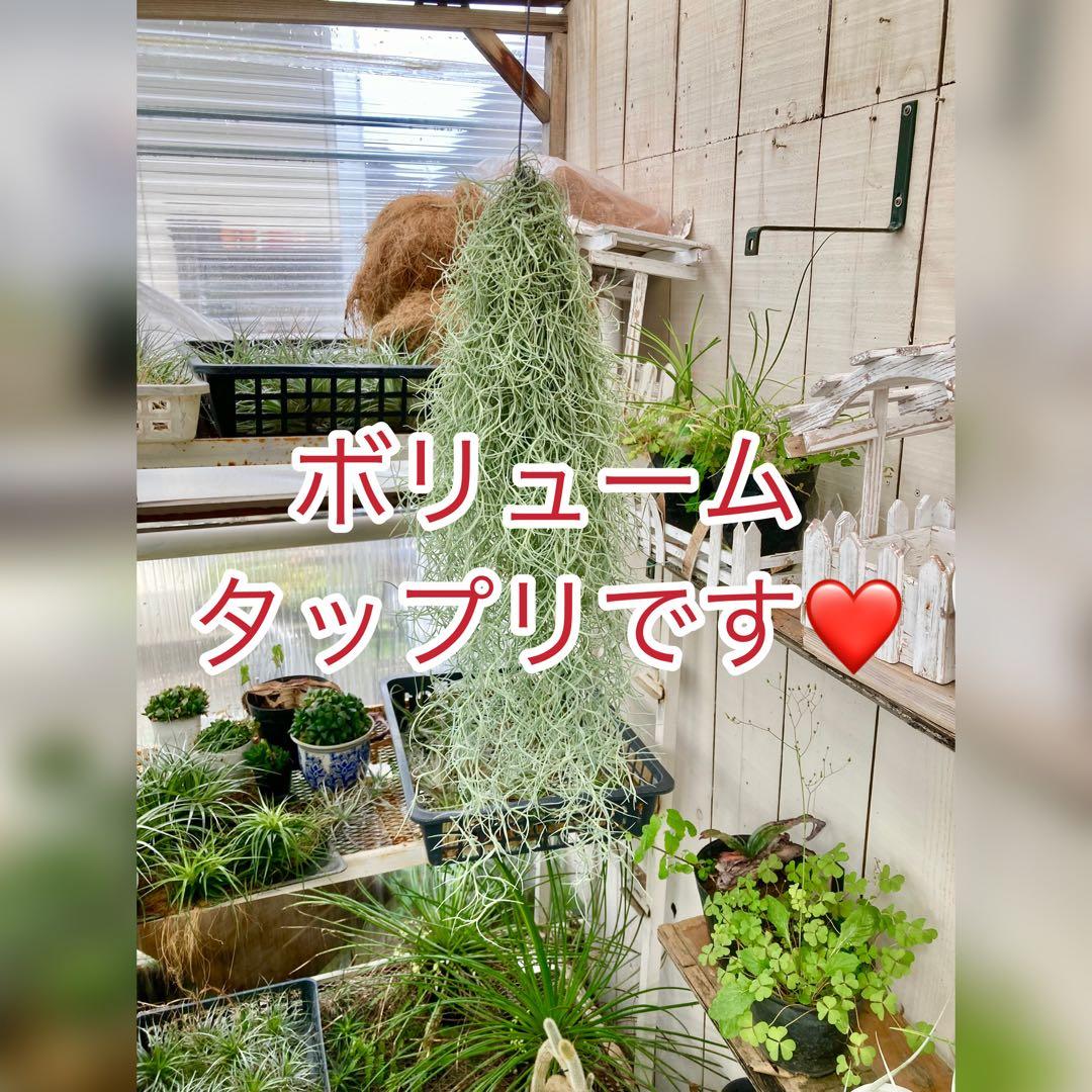 すばる様 リクエスト 2点 まとめ商品 — image 2