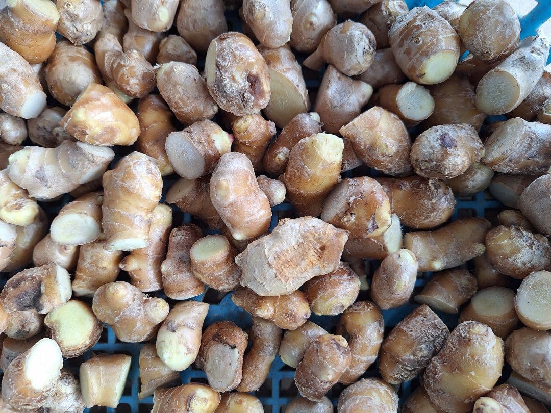 高知県産　囲生姜B品　極小　箱込み 約１kg — image 2