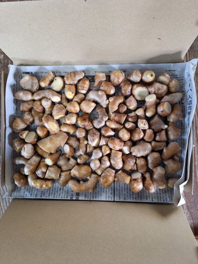 高知県産　囲生姜B品　極小　箱込み 約１kg — image 3