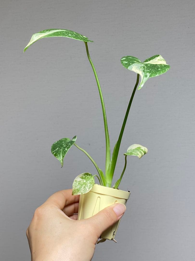 【斑入り少なめ♪育てやすい♪】モンステラ　デリシオーサ　レガシー　斑入り　人気‼️ — image 3