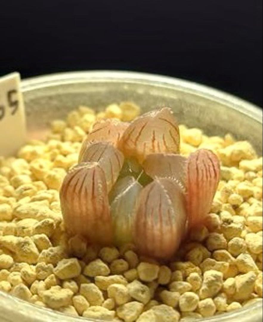 2265 SFMオブスタ 実生　多肉植物 ハオルチア アロエ — image 2