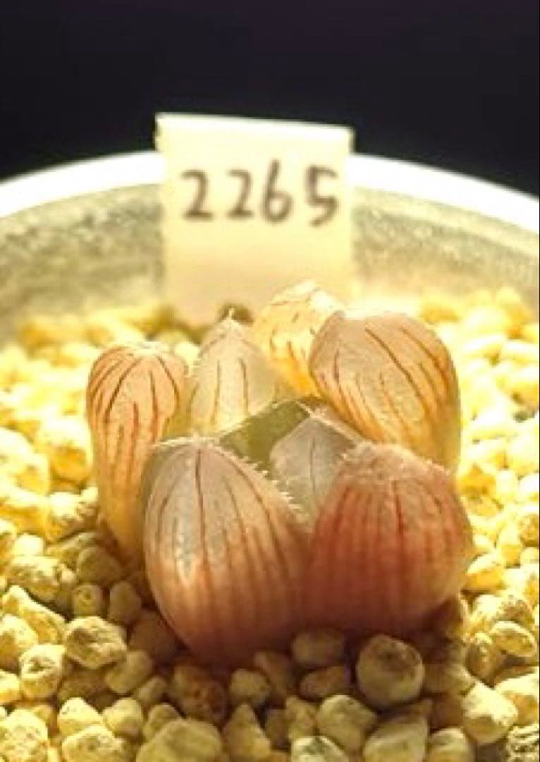 2265 SFMオブスタ 実生　多肉植物 ハオルチア アロエ — image 3
