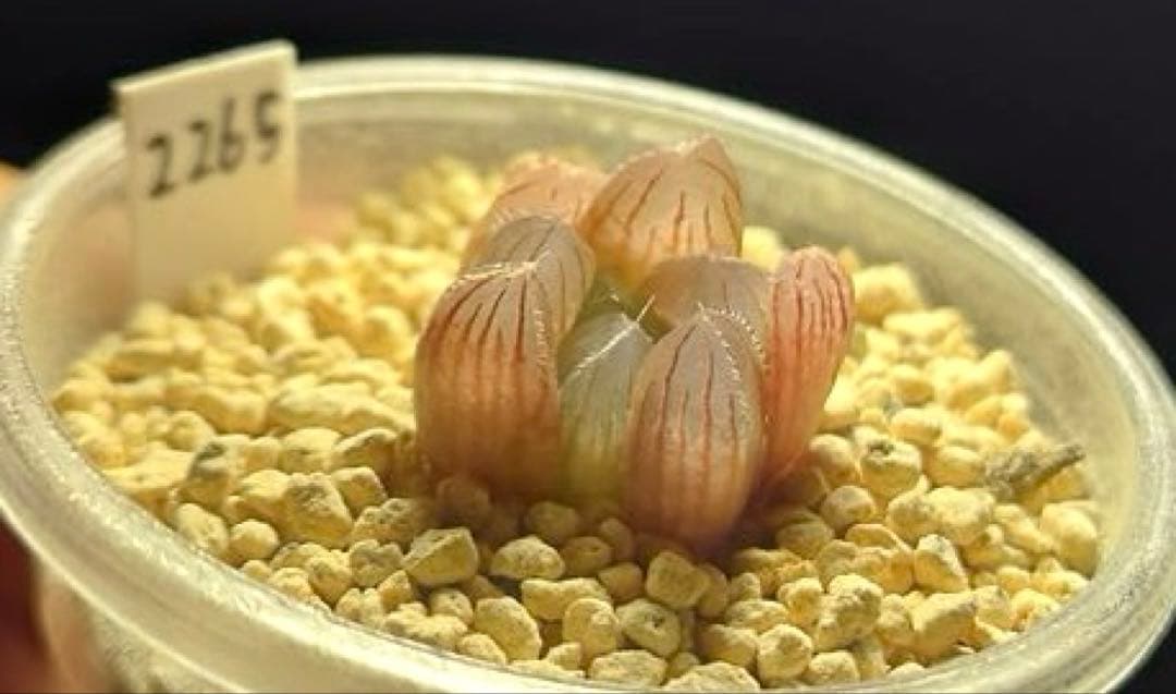 2265 SFMオブスタ 実生　多肉植物 ハオルチア アロエ — image 5