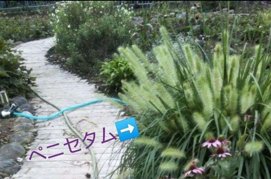 ☘️4019 ✿エキナセアの種MIX　暫く超増量中‼️770粒⁉️✖️３倍強❗️ — image 5