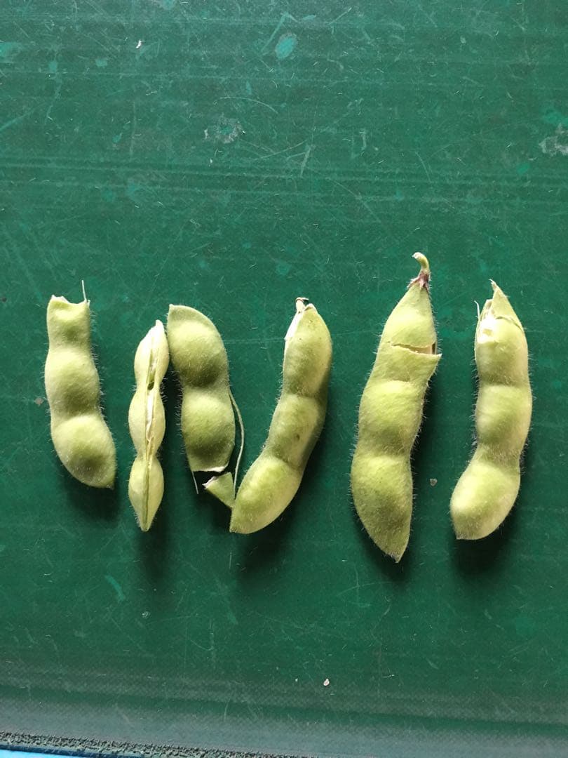 明日朝収穫！発送！茶豆風味の枝豆 — image 3