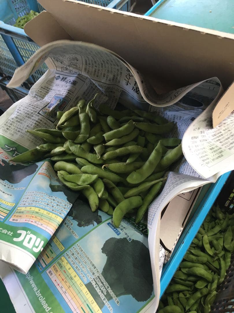 明日朝収穫！発送！茶豆風味の枝豆 — image 5
