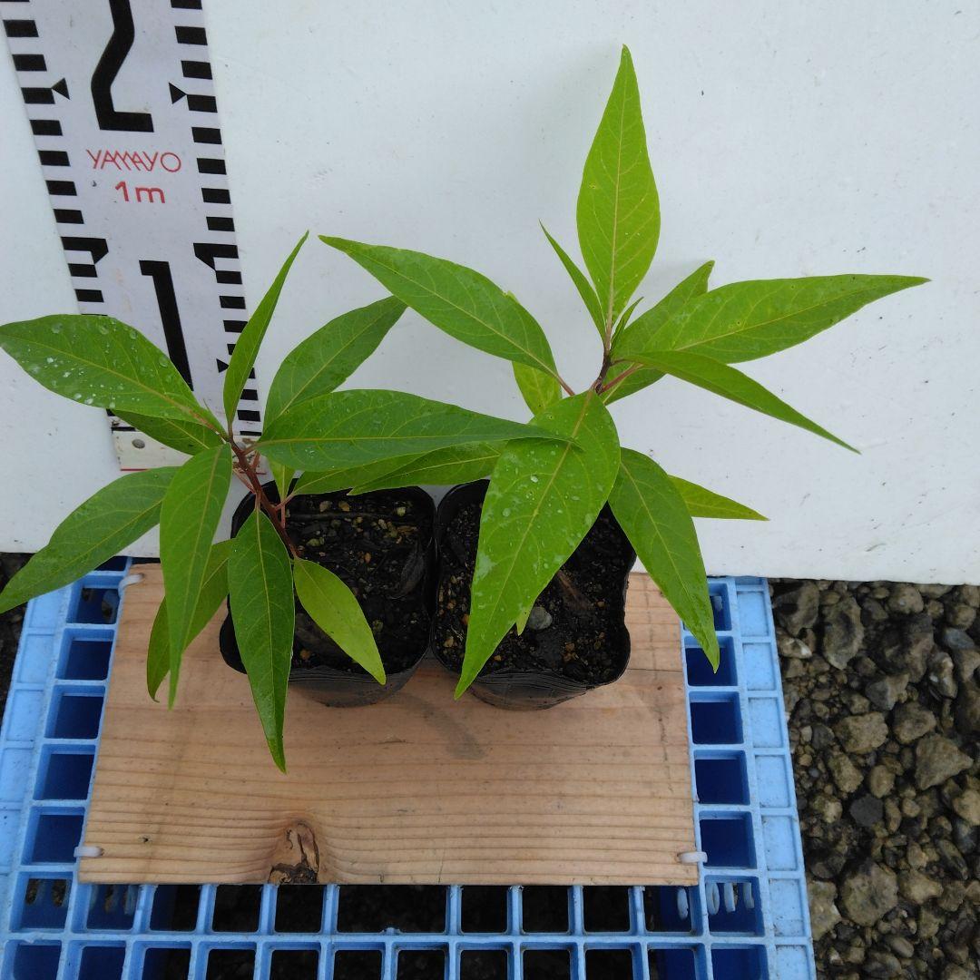 アオモジ　雌雄不明　実生苗２本 — image 2