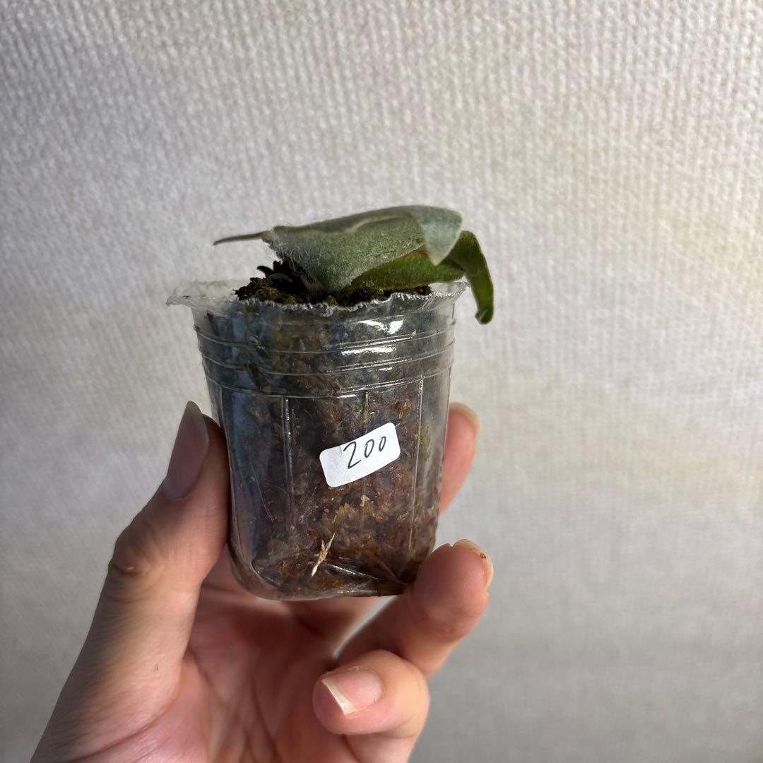 P.Willinckii ‘OMG’ spore — image 2