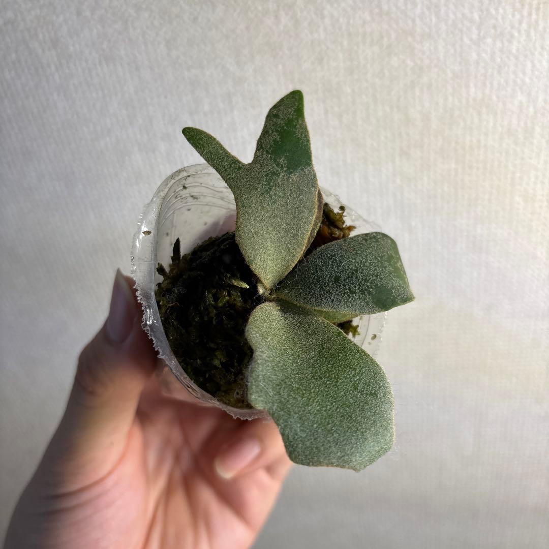 P.Willinckii ‘OMG’ spore — image 3