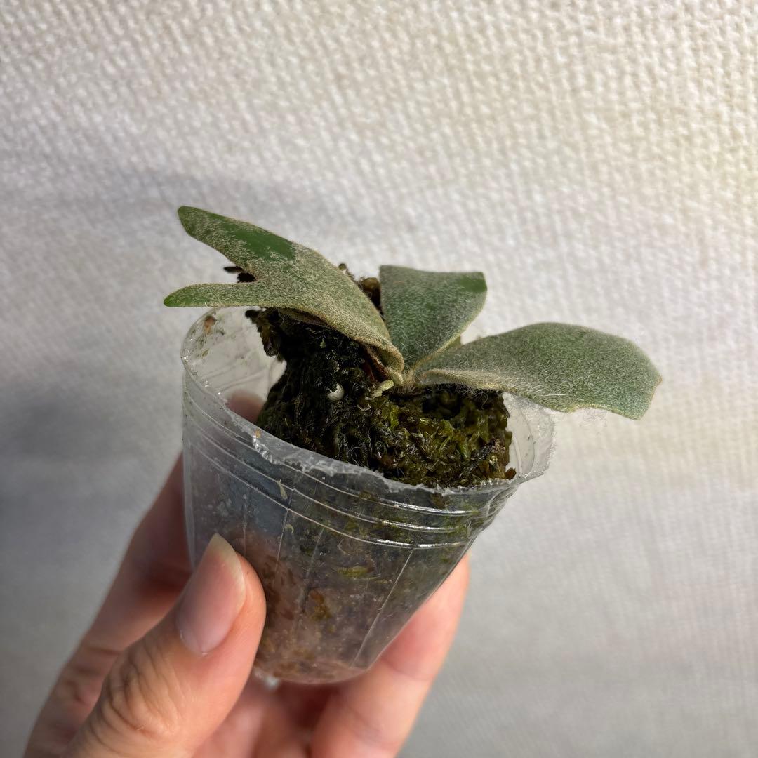 P.Willinckii ‘OMG’ spore — image 4