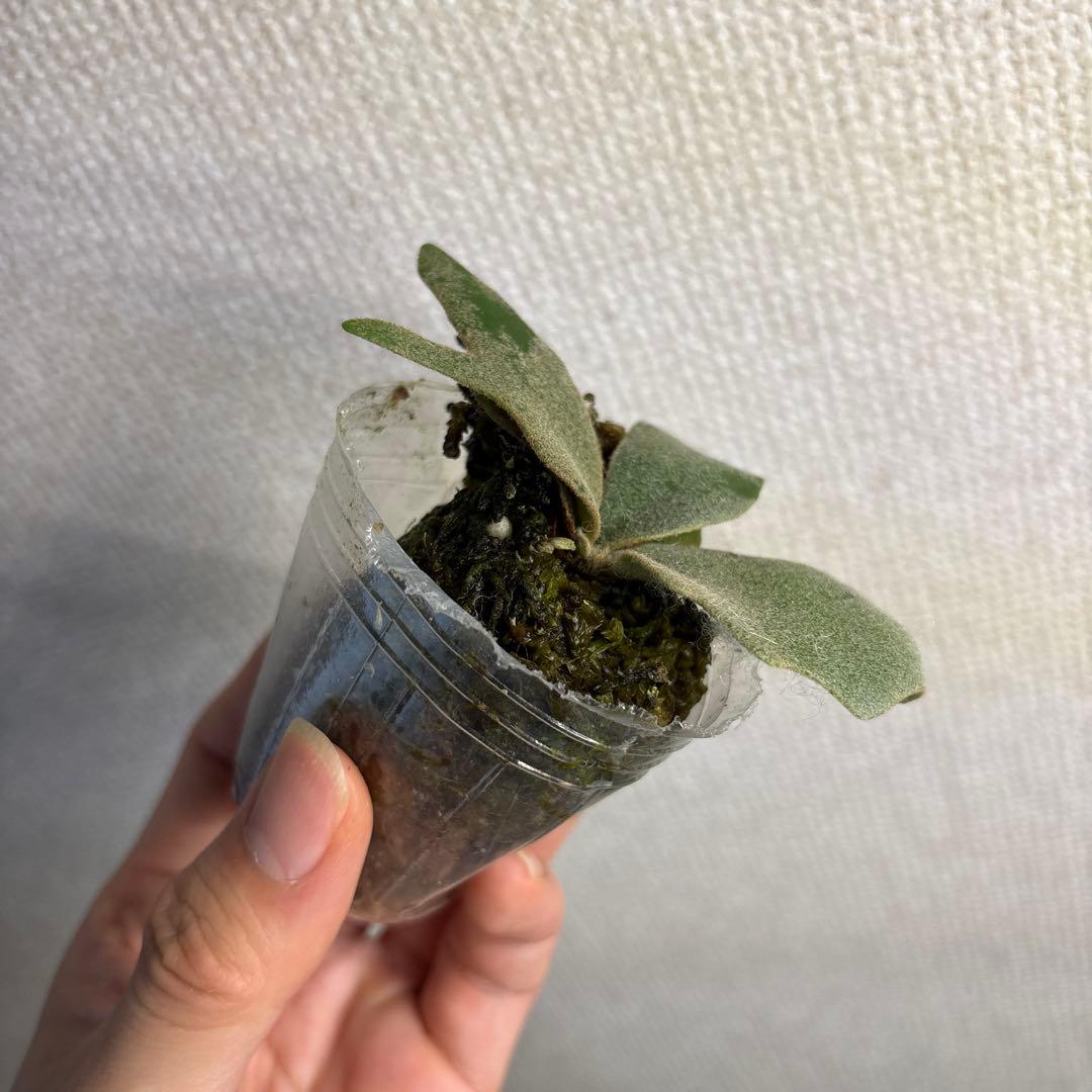 P.Willinckii ‘OMG’ spore — image 5