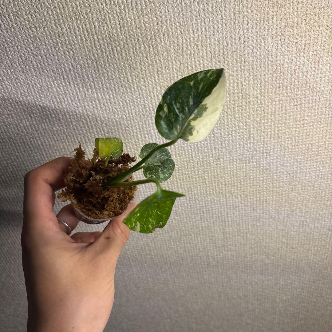 モンステラ　タイコン — image 2
