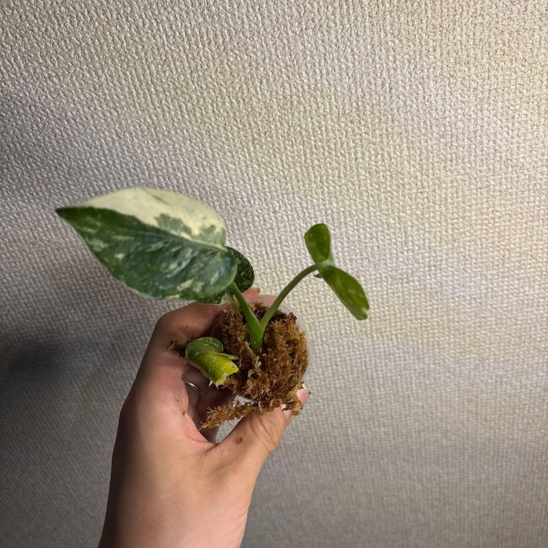 モンステラ　タイコン — image 3