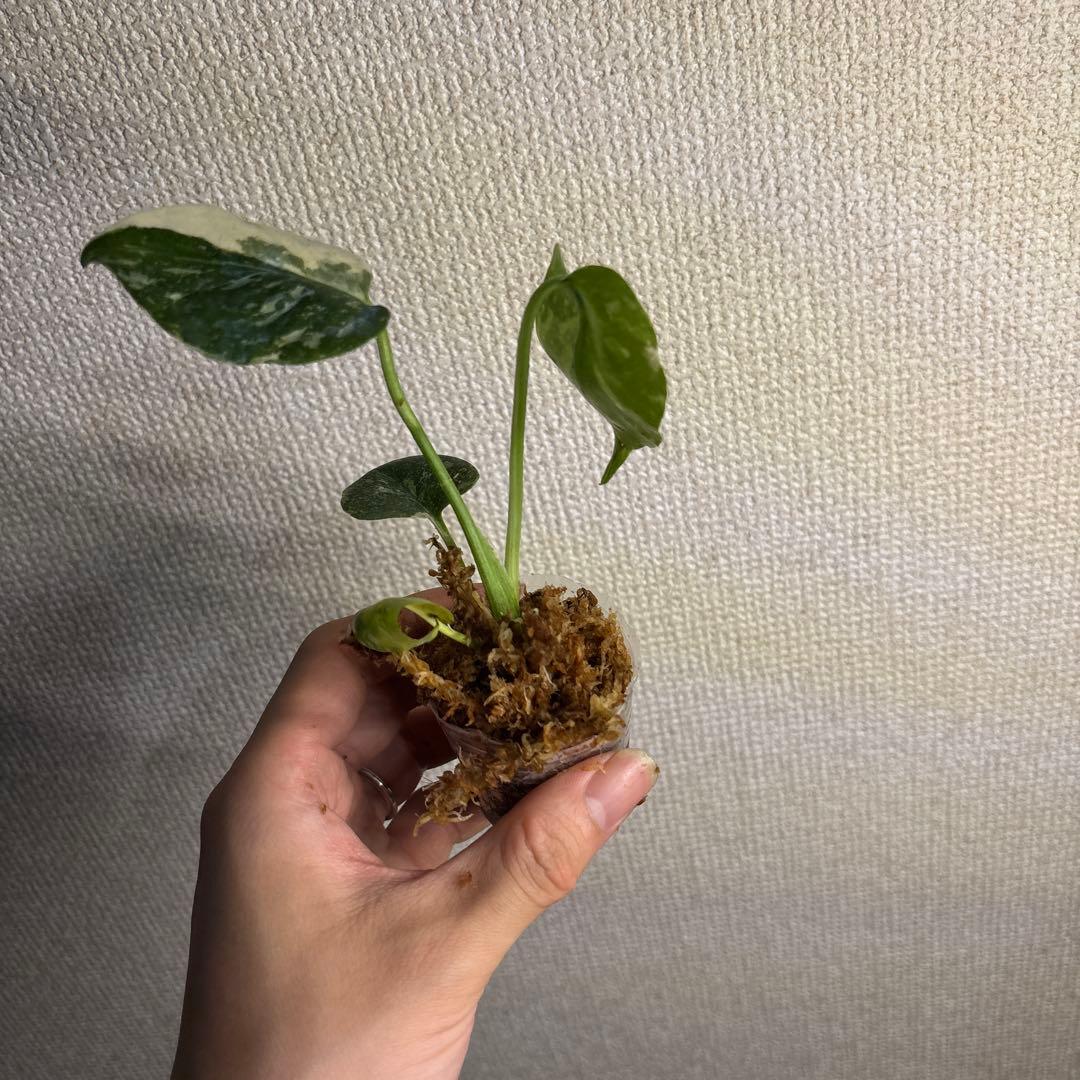 モンステラ　タイコン — image 4