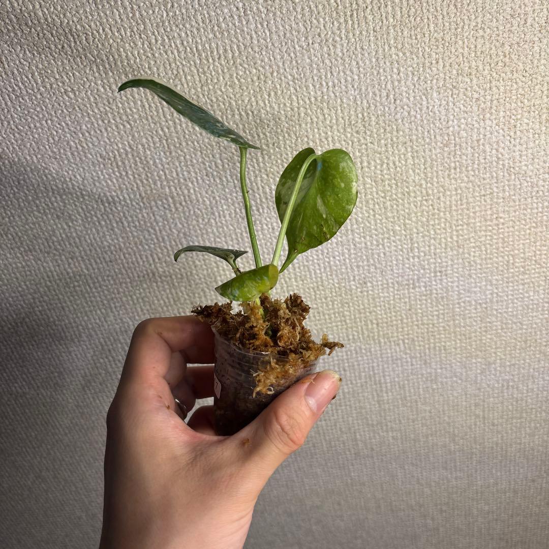 モンステラ　タイコン — image 5